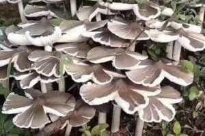 采摘菌菇为什么要连根拔起,蘑菇怎么剪出来那个花