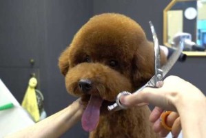 泰迪狗发型怎么剪视频（泰迪狗发型怎么剪视频教程）