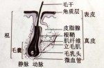头发由什么组成（一根头发由什么组成）