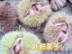 板栗是什么样子的图片（板栗是什么样子的图片大全）