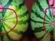 西瓜什么是头（为什么西瓜前面头小的甜）