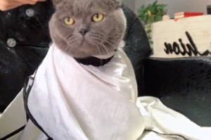 猫什么发型（皮皮猫发型怎么获得）