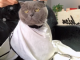 猫什么发型（皮皮猫发型怎么获得）