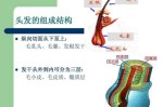 头发是由什么组成的（头发是由什么组成的?_有问必答_快速问医生）