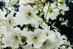 什么颜色的梨花（什么颜色的梨花填合适的词）