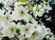 什么颜色的梨花（什么颜色的梨花填合适的词）