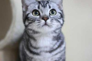 [询问]美短的尴尬期是多久?为什么我家猫脸型一直很尖很尖,脸型短怎么办才好看