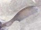 银梳子带柄好看还是不带,防脱发用什么梳子梳头好