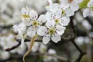 梨花什么颜色的（梨花什么颜色的图片）
