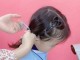 幼儿短发抓卡扎法,怎么给小朋友扎头发不容易散