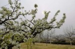 什么样的梨花填颜色词,什么样梨花带花形容词abab