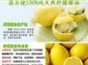 喝柠檬精油有什么功效（柠檬精油怎么用）