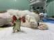 裹猫扎是什么,猫扎是什么意思