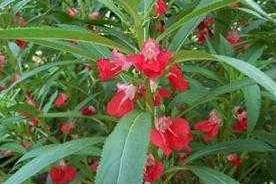 海娜花怎么样（海娜花怎么样才能开花）