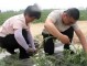 西瓜怎么打尖,西瓜怎么剪枝方法视频教程