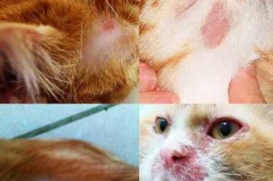 两个月猫咪太皮怎么办,皮痒该怎么办