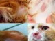 两个月猫咪太皮怎么办,皮痒该怎么办