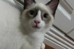 猫咪毛色干枯怎么办,布偶猫毛发干枯怎么办