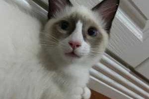 猫咪毛色干枯怎么办,布偶猫毛发干枯怎么办