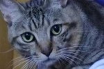 猫脸是什么脸型（各系动物脸型特点）