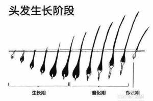 头发怎么生长的（头发怎么生长的快）