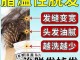 头皮油脱发怎么治疗,头发油脂多脱发怎么办吃什么药好
