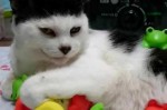 猫如何分辨男女,大鼻头男生留什么发型好看