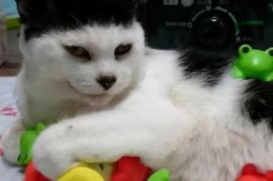 猫如何分辨男女,大鼻头男生留什么发型好看