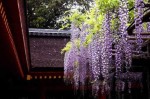 藤色是什么颜色呢,藤是什么颜色的