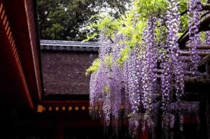 藤色是什么颜色呢,藤是什么颜色的