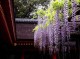藤色是什么颜色呢,藤是什么颜色的