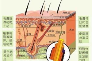 头发是什么组织（人的头发属于什么组织）