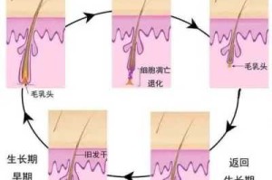 头发掉的原因是什么（头发掉的原因是什么引起）