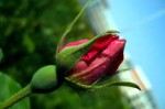 什么样的花苞（月季花什么样的的枝条才是花苞）