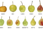 梨的形状是什么（梨各个部分名称）