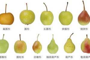 梨的形状是什么（梨各个部分名称）