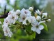 梨花是什么颜色,梨花是什么颜色的图片大全