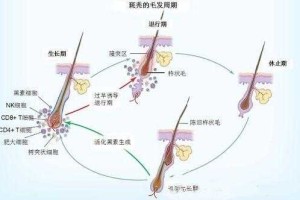 头发是怎么形成的（人的白头发是怎么形成的）