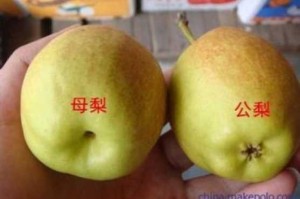 什么梨图（正梨和歪梨图片啥意思）