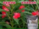 什么花可以染头发（有什么植物可以染头发）
