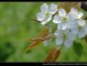 一什么梨花（一什么梨花压海棠）