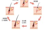 头发是怎么生长的（头发是怎么生长的视频）