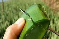 芦荟怎么调面膜,芦荟汁面膜怎么做视频