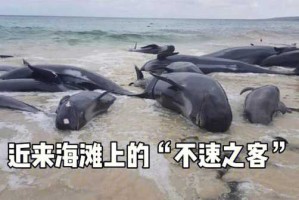 什么是瓜头（什么是瓜头鲸）