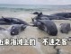 什么是瓜头（什么是瓜头鲸）