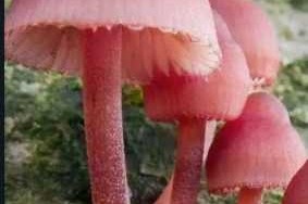蘑菇是什么颜色（蘑菇是什么颜色的图片）