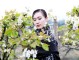 看梨花穿什么衣服拍照好,看梨花穿什么衣服图片大全