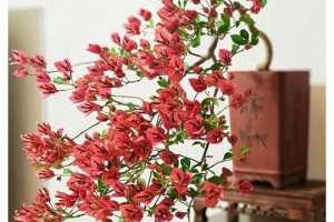酒红三角梅值得购买吗,酒红是什么样子的