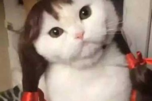 猫咪发型怎么扎（小猫咪头发怎么扎又简单又好看）