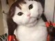 猫咪发型怎么扎（小猫咪头发怎么扎又简单又好看）